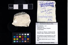 Foto (Objekt + Etikett) von Cycloprosopon sp.  (NHMW-GEO-2017-0089-0004)